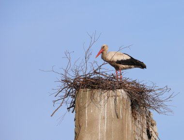 Beyaz leylek (Ciconia ciconia)