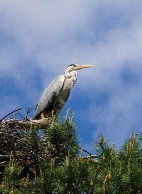 Gri Heron (Ardea cinerea)