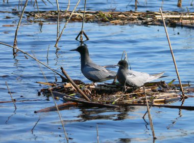 Black Tern (Chlidonias niger) clipart