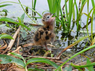 The nestling of the Black Tern (Chlidonias niger) clipart