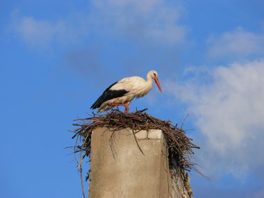 White Stork (Ciconia ciconia) clipart