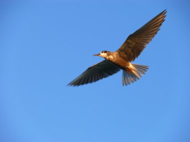 Kara sumru (Chlidonias Nijer)