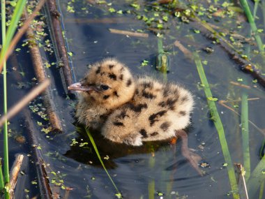 The nestling of the Black-headed gull (Larus ridibundus) clipart