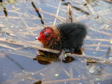 Yavru Avrasya Sakarmeke (Fulica atra nın)