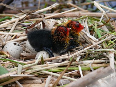 Yavru Avrasya Sakarmeke (Fulica atra nın)