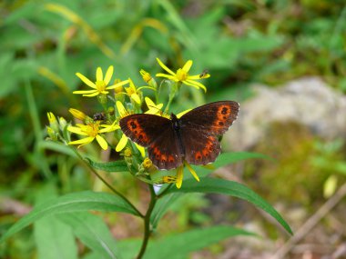 Arran brown (Erebia ligea)