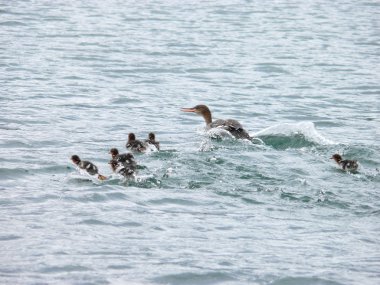 Kırmızı göğüslü Merganser (Mergus serrator)