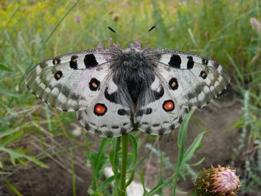 The Clouded Apollo (Parnassius mnemosyne) clipart