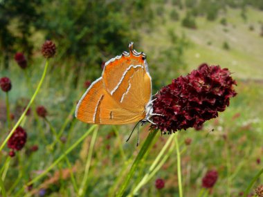 Brown Hairstreak (Ayatekla betulae)