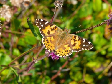 Boyalı Kadın (Vanessa Cardui)