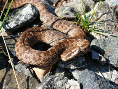 Siberian pit viper (Gloydius halys) clipart