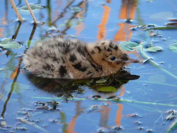 Yavru Karabaş martı (Larus ridibundus)