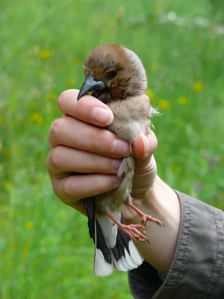 The nestling of the Hawfinch (Coccothraustes coccothraustes) — Stock Photo, Image