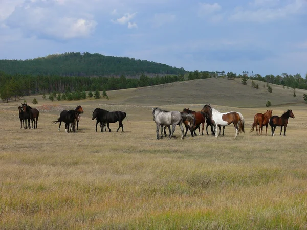 stock image Wild horses