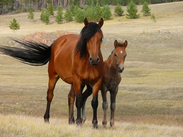 Divokí koně — Stock fotografie