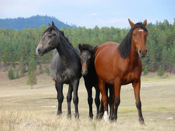 Dzikie konie — Zdjęcie stockowe