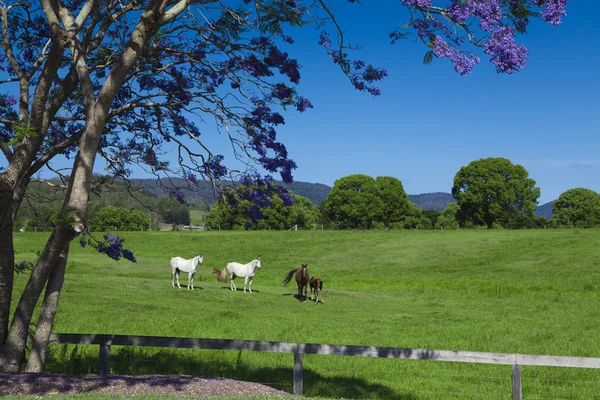 Cavalos na colina verde — Fotografia de Stock