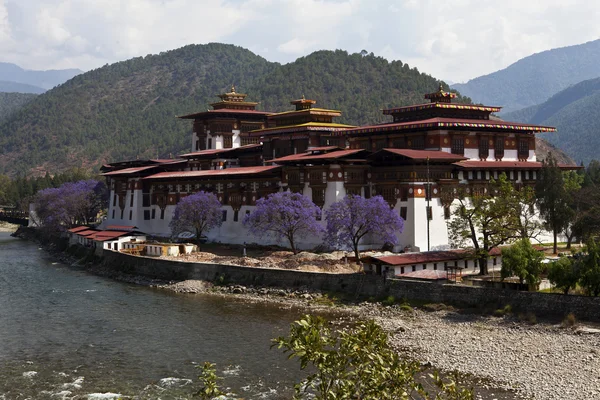 Punakha Dzong in het voorjaar met paarse Jacaranda bomen (Bhutan) — Stockfoto