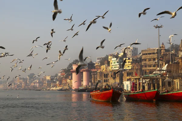 SEAGULLS IN THE MORNING AT THE HOLY GANGES RIVER IN VARANASI. INDIA — Stock Photo, Image