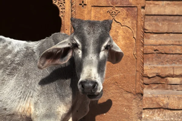 stock image A COW IN FRONT OF THE PATWA-KI HAVELI IN JAISALMER. RAJASTHAN.