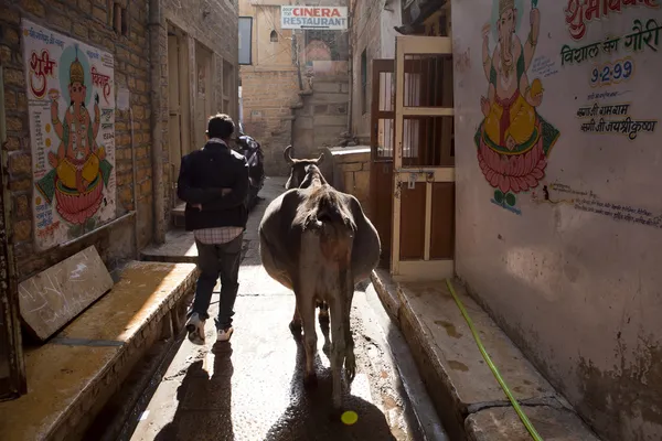 Street in Jaisalmer in Rajasthan with Indian boy, cow and Ganesha paintings — Stock Photo, Image