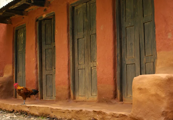 Un coq devant une maison de fermier orange au Népal — Photo