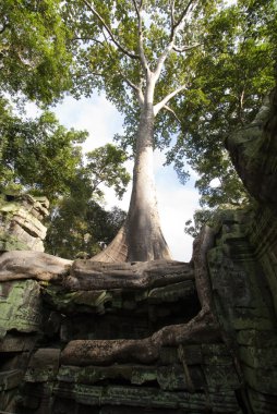 Angkor - ağaç kalıntıları üzerine büyür ta prohm monaste