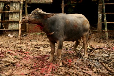 cenaze törenine tana toraja, sulawesi: su buffalos kesim