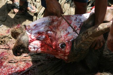 Funeral ceremony in Tana Toraja, Sulawesi: slaughtering water buffalos clipart