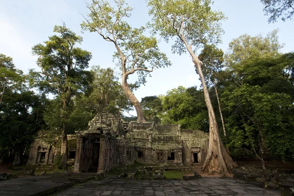 Árvore gigante no topo das ruínas do mosteiro de Ta Prohm em Angkor - Camboja — Fotografia de Stock