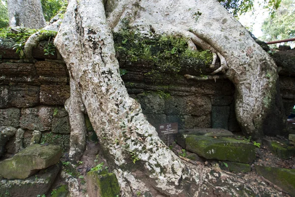 Angkor - Kambodscha - Baumwurzeln "dringen" über eine Mauer des Altertums ein — Stockfoto