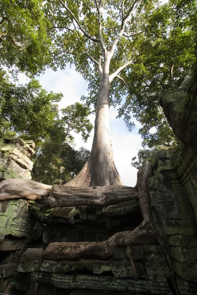 Angkor - Árvore cresce nas ruínas do monastério Ta Prohm — Fotografia de Stock
