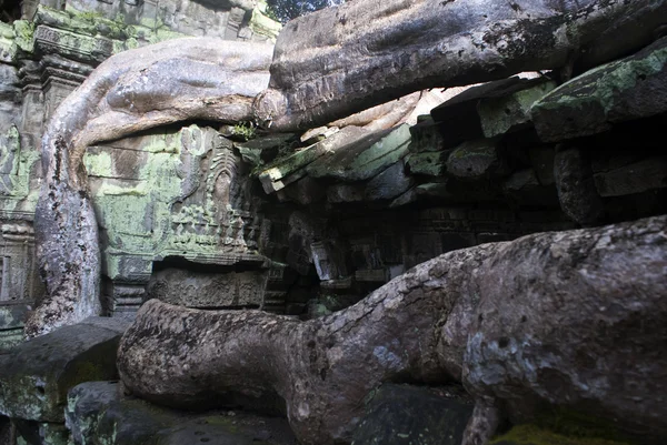 Angkor - trädrötter som täcker in en del av ruinerna av den ta prohm monaste — Stockfoto
