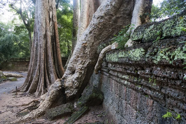 Angkor - Camboya - Las raíces de los árboles 'entran' sobre una pared de la antigua — Foto de Stock