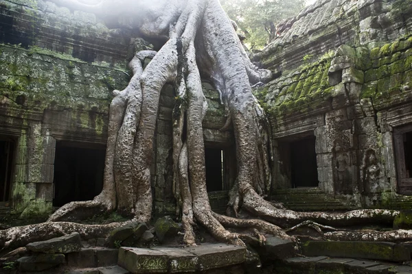 Raízes de árvores gigantes entram no mosteiro de Ta Prohm em Angkor (Património Mundial Sente-se — Fotografia de Stock
