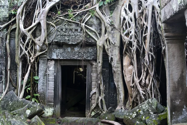 Angkor - As raízes de árvore cobrem uma entrada do mosteiro de Ta Prohm — Fotografia de Stock