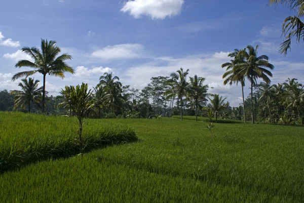 Grüne sawas (ricefields) in bali - indonesien — Stockfoto