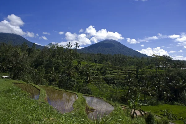 Hügel mit grünen Sawas (Reisfeldern) mit Vulkanen im Hintergrund im Hintergrund — Stockfoto