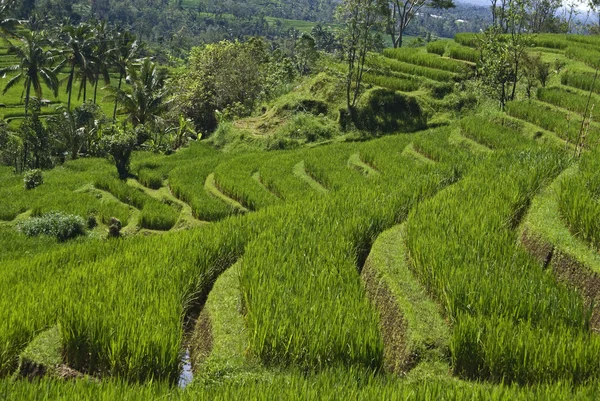 Colinas con sawas verdes (campos de arroz) en Bali - Indonesia —  Fotos de Stock