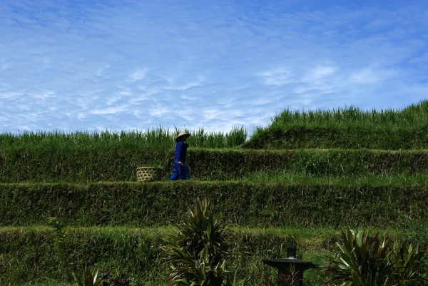 A man works on a Balinese rice field - Bali - Indonesia — Stock Photo, Image