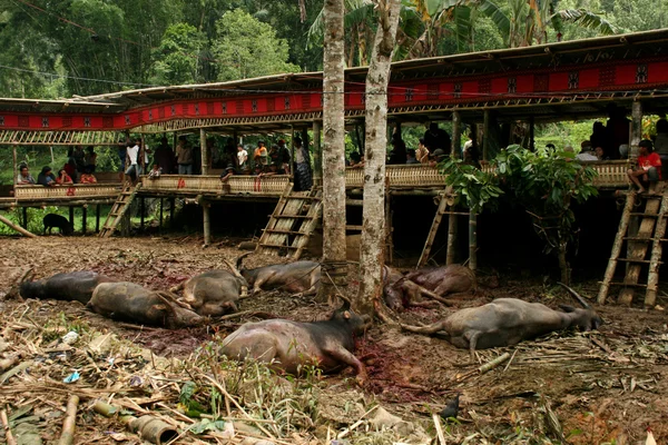 Uitvaartdienst in tana toraja, sulawesi: slachten waterbuffels — Stockfoto