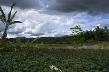 Tana Toraja manzara altında karanlık gökyüzü (Sulawesi - Endonezya)