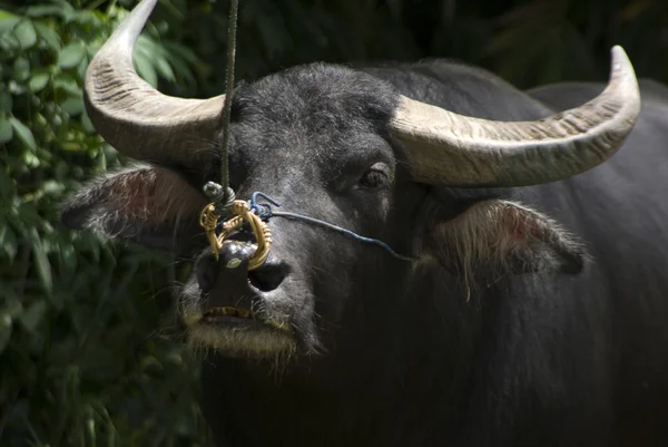 Um búfalo amarrado na Indonésia - Ásia — Fotografia de Stock