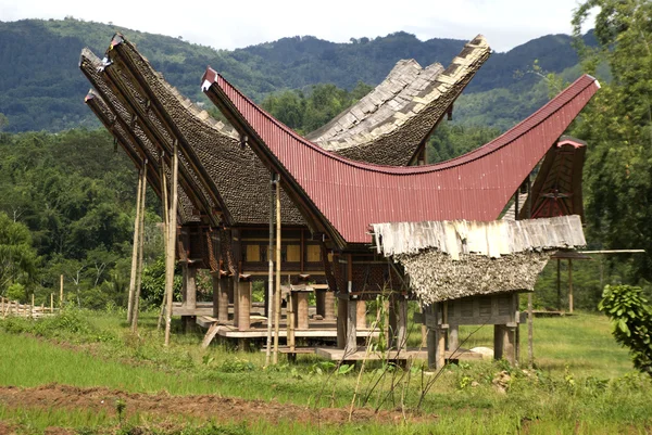 在雅-苏拉威西-印度尼西亚 Tongkonans (当地的房子) — 图库照片
