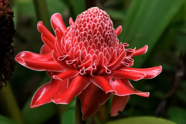 stock image Red Asian flower in the jungle of Laos