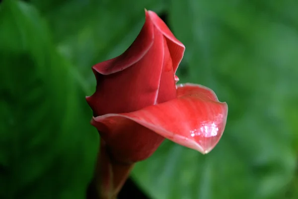 Flor roja asiática en la selva de Laos — Foto de Stock