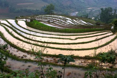 sapa - Kuzey vietnam çevresindeki tepeler üzerinde pirinç terasları