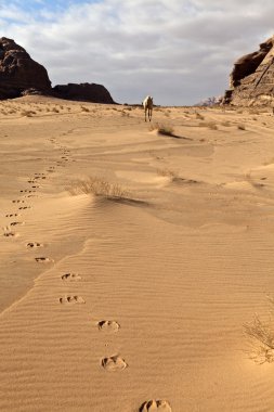 wadi rum çölde yürürken beyaz deve. South jordan. Ürdün.