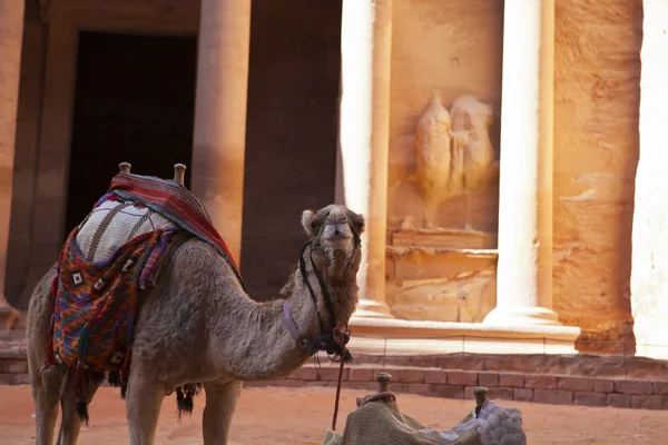 Die Schatzkammer mit kamelen in petra - der berühmte tempel der indiana jones in jordan — Stockfoto