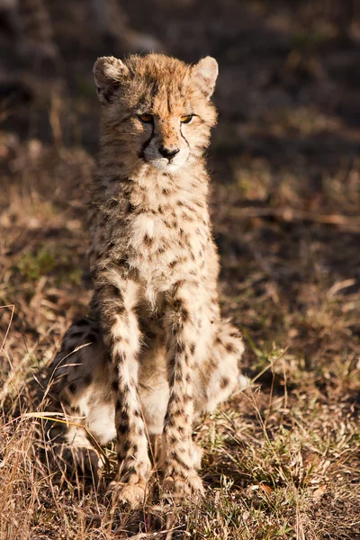 Wild Cheetah Cub
